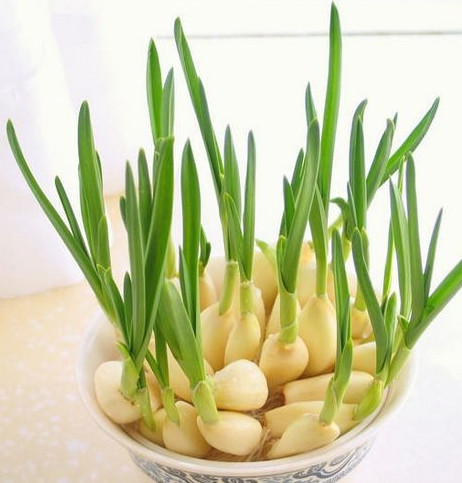 怎么種蒜苗？在家怎么種蒜苗