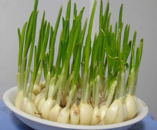 蒜苗是發(fā)物嗎？蒜苗是不是發(fā)物