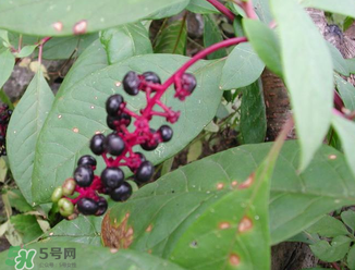 商陸可以吃嗎？商陸能不能吃？