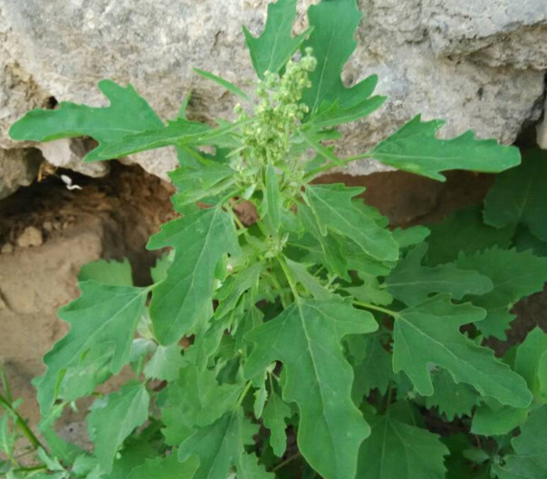 灰菜能生吃嗎？灰菜怎么做好吃