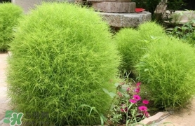 掃帚菜怎么吃？掃帚菜做法