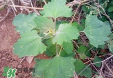 灰灰菜是什么樣子？灰灰菜圖片
