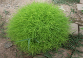 掃帚菜怎么吃？掃帚菜做法