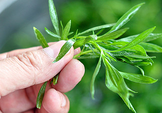 掃帚菜孕婦能吃嗎？孕婦可以吃掃帚菜嗎