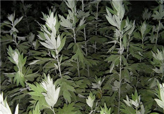 白蒿的食用禁忌 白蒿有什么食用禁忌？