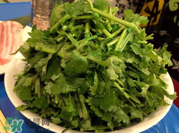 四月份可以種香菜嗎？四月份還能種香萊嗎？