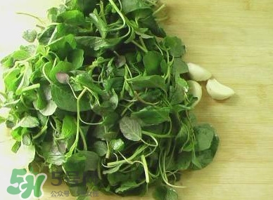 野莧菜能吃嗎？野莧菜圖片