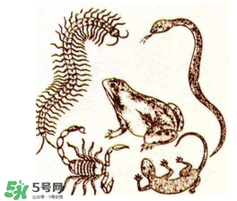 五毒日是哪幾天？2017年五毒日是哪幾天？
