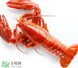 龍蝦怎么養(yǎng)不會死？大龍蝦怎么養(yǎng)不會死？