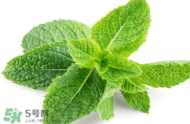 薄荷葉在哪兒買？新鮮的薄荷葉哪里買