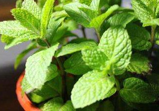 薄荷能放臥室嗎？薄荷能不能放臥室