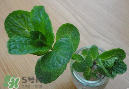 薄荷怎么養(yǎng)？薄荷怎么養(yǎng)才能爆盆