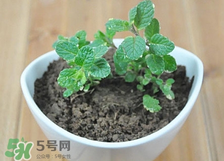 薄荷能放臥室嗎？薄荷能不能放臥室