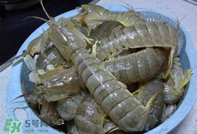 皮皮蝦死的怎么清洗？死的皮皮蝦怎么清洗？