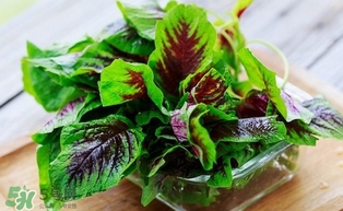 汗菜怎么摘？汗菜怎么擇
