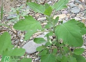 胃酸過多吃灰灰菜有好處嗎？胃酸過多能吃灰灰菜嗎