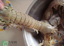 皮皮蝦可以放冰箱嗎？皮皮蝦能放冰箱保存嗎？