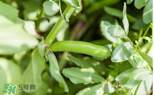 什么人不能吃蠶豆？吃蠶豆的禁忌人群