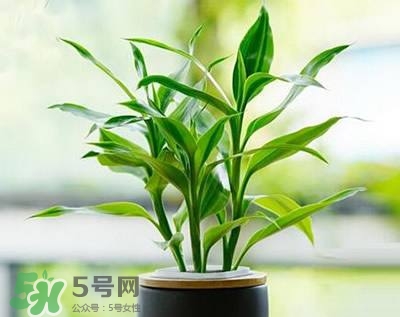 富貴竹可以和百合一起養(yǎng)嗎？富貴竹可以和什么花養(yǎng)？