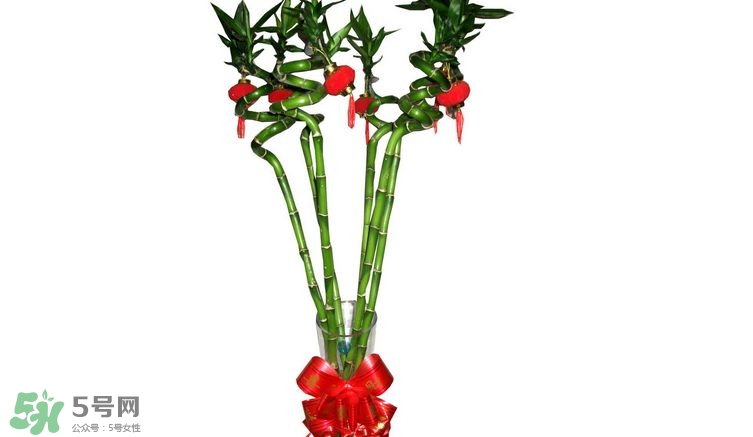 富貴竹可以和百合一起養(yǎng)嗎？富貴竹可以和什么花養(yǎng)？