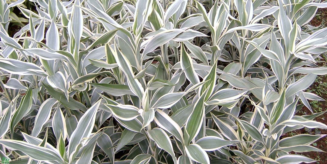 富貴竹有幾個(gè)品種？富貴竹有種子嗎？