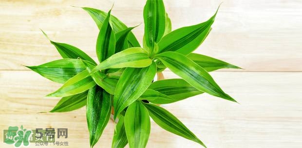 富貴竹可以和百合一起養(yǎng)嗎？富貴竹可以和什么花養(yǎng)？