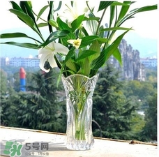 富貴竹有幾個(gè)品種？富貴竹有種子嗎？