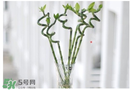 富貴竹葉子發(fā)黃怎么辦？富貴竹怎么養(yǎng)才能更旺盛？