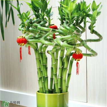 富貴竹有毒嗎？富貴竹有什么作用？