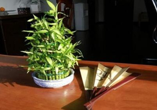 富貴竹葉子發(fā)黃怎么辦？富貴竹怎么養(yǎng)才能更旺盛？