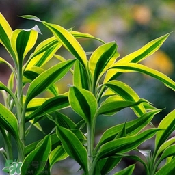 富貴竹有幾個(gè)品種？富貴竹有種子嗎？