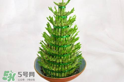 富貴竹可以和百合一起養(yǎng)嗎？富貴竹可以和什么花養(yǎng)？