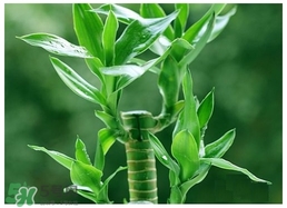 富貴竹葉子發(fā)黃怎么辦？富貴竹怎么養(yǎng)才能更旺盛？