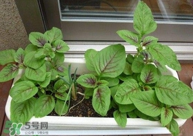 莧菜怎么種？莧菜如何種植