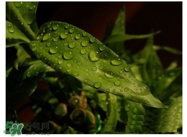 富貴竹葉子發(fā)黃怎么辦？富貴竹怎么養(yǎng)才能更旺盛？