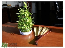 富貴竹葉子發(fā)黃怎么辦？富貴竹怎么養(yǎng)才能更旺盛？