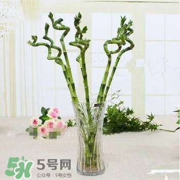 富貴竹有幾個(gè)品種？富貴竹有種子嗎？