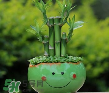 富貴竹可以和百合一起養(yǎng)嗎？富貴竹可以和什么花養(yǎng)？