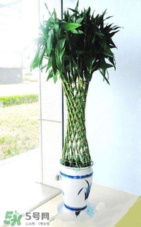 富貴竹有幾個(gè)品種？富貴竹有種子嗎？