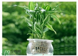 富貴竹葉子發(fā)黃怎么辦？富貴竹怎么養(yǎng)才能更旺盛？