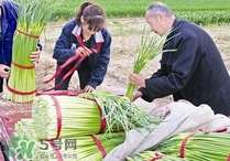蒜苔頭能吃嗎？蒜苔頭可以吃嗎