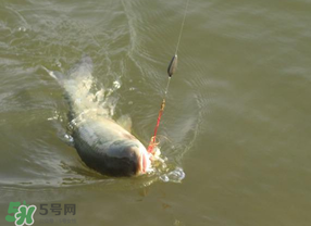 谷雨好釣魚嗎？谷雨釣魚用什么餌料？