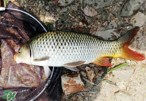 谷雨好釣魚嗎？谷雨釣魚用什么餌料？