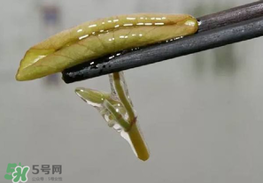 莼菜多少錢一斤？莼菜多少錢一斤2017？