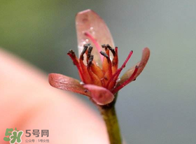 莼菜是什么菜？莼菜是荷葉嗎？