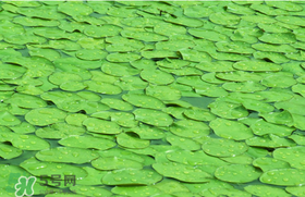 莼菜可以生吃嗎？莼菜怎么吃？