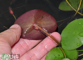 ?莼菜什么時(shí)節(jié)有？莼菜什么時(shí)候采摘？