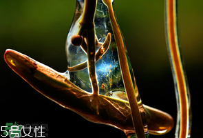 ?莼菜什么時(shí)節(jié)有？莼菜什么時(shí)候采摘？