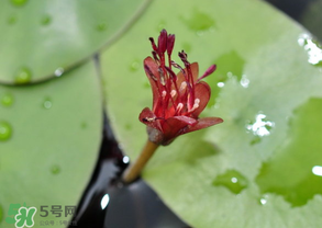 莼菜能放冰箱嗎？莼菜怎么保存？
