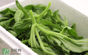 冰菜什么人不適宜吃？冰菜什么體質(zhì)不能吃？